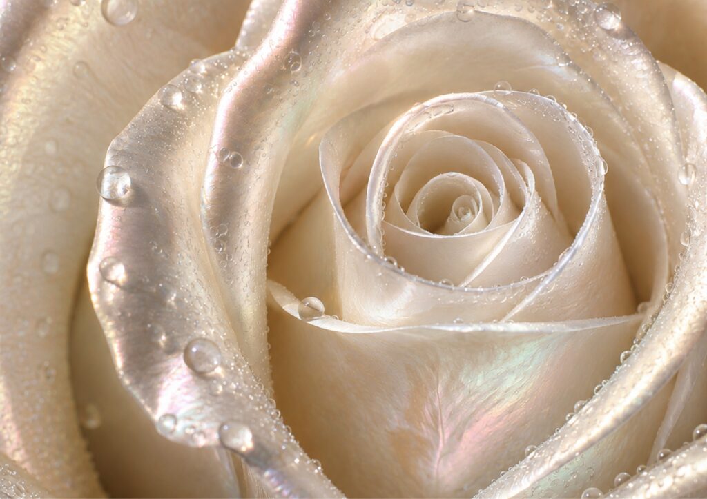 Carmen Heystek Rise in Love & Eros, Gold Pearl Elixir
